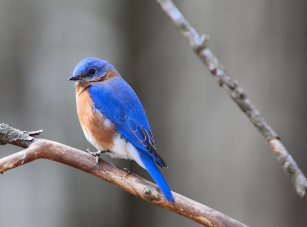 bluebird, bird, eastern bluebird, songbird, branch, nature, gray nature, gray birds, bluebird, bluebird, bluebird, bluebird, bluebird, eastern bluebird, eastern bluebird, eastern bluebird